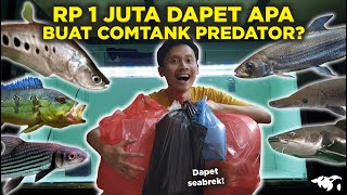 GET A BIG MONEY! WITH A CAPITAL OF RP 1 MILLION TO BUILD A PREDATOR COMTANK, WHAT FISH CAN YOU GET?