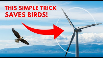 The Brilliant Discovery Making Wind Farms Bird-Friendly