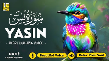 Relaxing Surah Yasin for Sleep, Depression, & Anxiety ✦ Yaseen سورة يس ✦ Peaceful Quran ✦ Hejazi