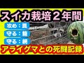 「アライグマとの戦い　２年間記録」人気の長期間撮影シリーズ　スイカ栽培でアライグマから守る事を中心にした動画です。野菜づくり教室　家庭菜園・田舎暮らしで野菜栽培を考えている方は必見