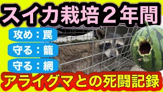 「アライグマとの戦い　２年間記録」人気の長期間撮影シリーズ　スイカ栽培でアライグマから守る事を中心にした動画です。野菜づくり教室　家庭菜園・田舎暮らしで野菜栽培を考えている方は必見