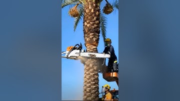 Unbelievable Palm Tree Cutting at Height! 🌴⚡ |#crane#powerfulltools#chainsaw#shorts#stihl#wood#viral