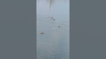 Bầy Vịt Trời Trong Hồ Nước