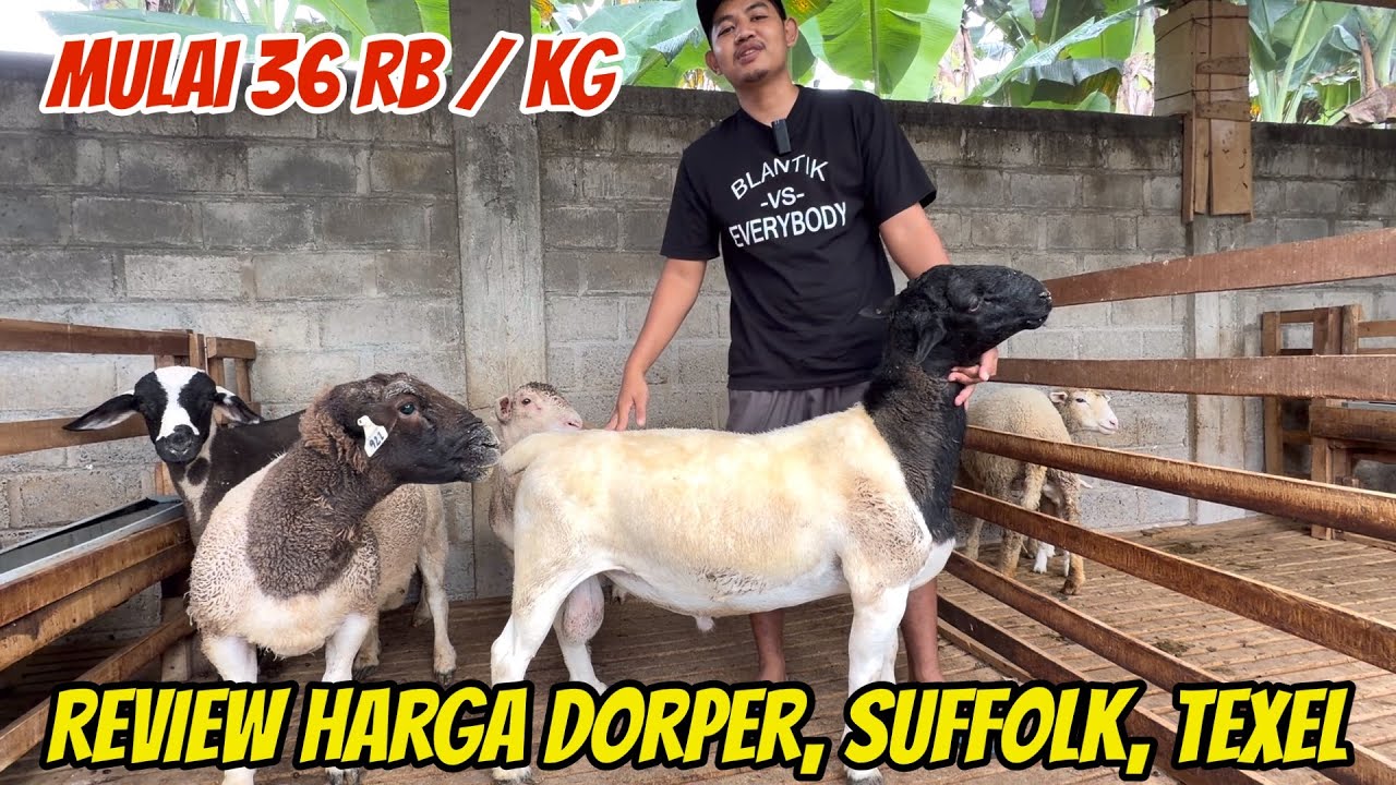 REVIEW LENGKAP HARGA DOMBA DORPER, SUFFOLK, TEXEL TERMURAH DI KURAWA FARM KEDIRI