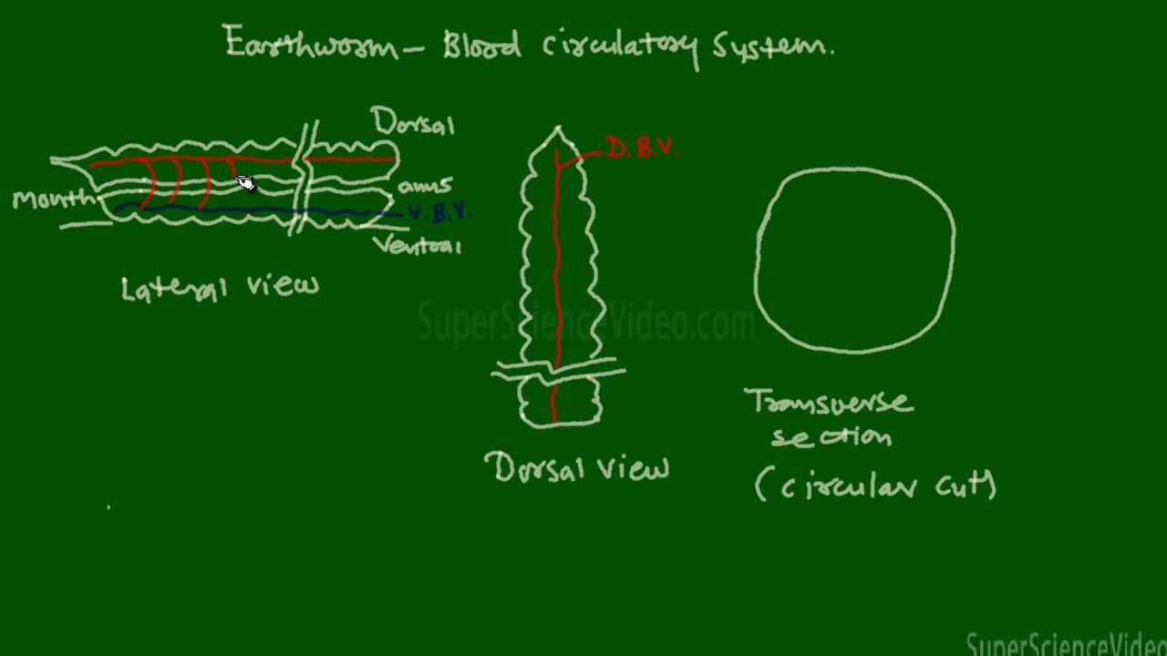 Earthworm Blood Circulation And Gas Exchange To The