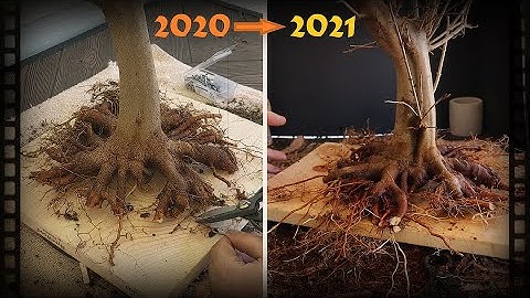 Spring 2021 Update on the Ebihara Method Trident Maple Pre Bonsai