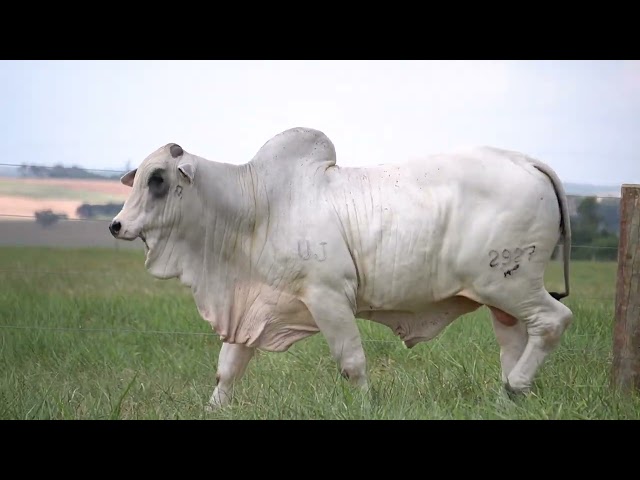 Lote 46   Leilão Virtual Super Nelore   7ª Edição   Touros