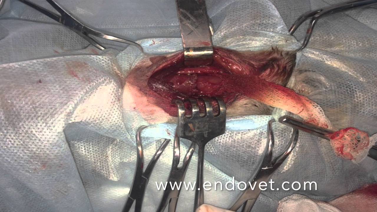 Резекция пищевода у кошки, эндоскопическая ассистенция, www endovet.com