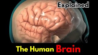 Human Brain Structure and Function
