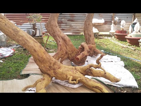 Video Phôi Mai rừng sau 20 ngày trồng,chăm sóc phát triển... - youtube