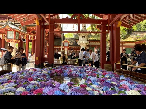 Flowers at Dazaifu