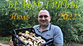 видео: Летняя волна белых грибов. ОТРЫВ! картинка: Летняя волна белых грибов. ОТРЫВ!
