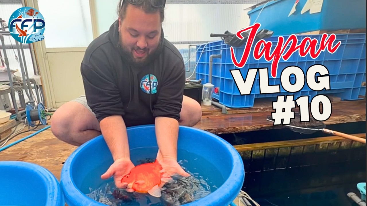 Видеоблог о Японии №10 - Снег, карпы кои, рамен (повтор)