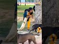 Love marriage dog #funnycommedy 🤣🤣