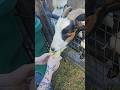 Goats love melons!🍉 #goat #goats #nigeriandwarf #farming #homestead #minifarm