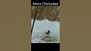 Chickadee Song #centralontariocanada