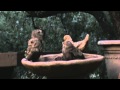 Baby Owls in Bird Bath