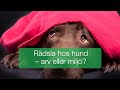 Rädslor hos hund – arv eller miljö