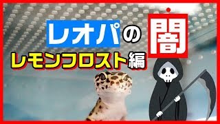 【観覧注意！】レオパ（ヒョウモントカゲモドキ）のモルフについて【レモンフロスト】