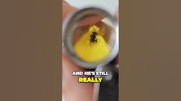 💎 Unprecedented Preservation of Ancient Wasp 20+ Million years Old!!😱