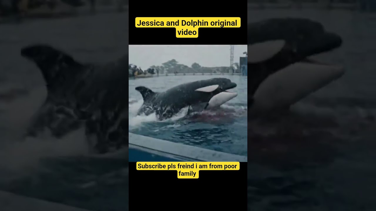 Jessica Radcliffe Original Incident Viral On Social Media Dolphinshow Jessicalastshow