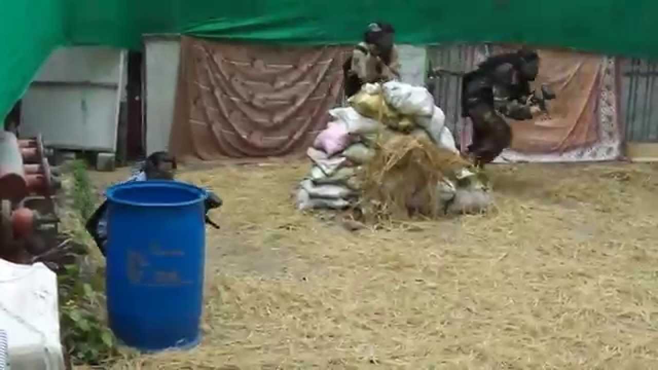 9833699687PAINTBALL IN PUNE & MUMBAI YouTube