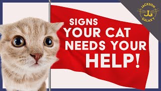 Your Cat is Sending You Warning Signs  Don't Ignore Them!