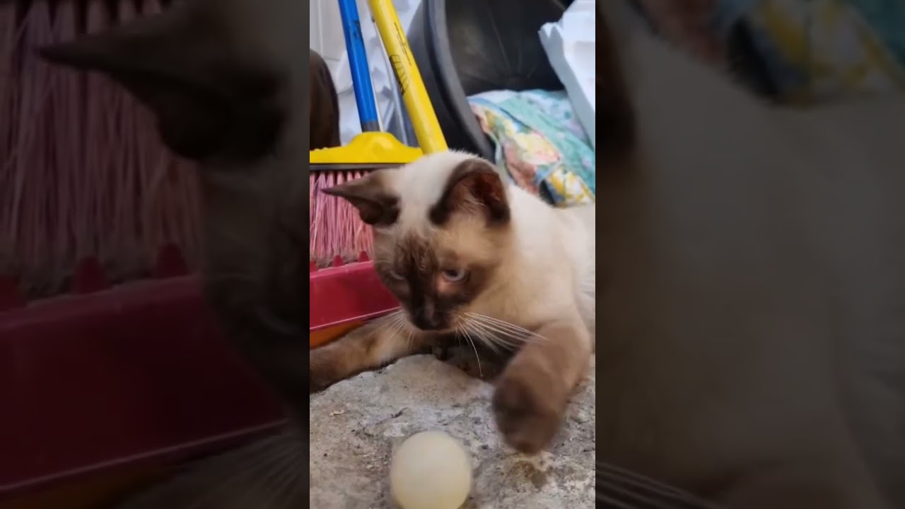 Cat Videos 😻 #cats #cat #catvideos #shorts