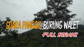 Suara Panggil Burung Walet | Full birahi.