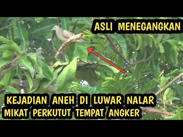 asli menegangkan mikat burung perkutut paling angker di polo jawa class=