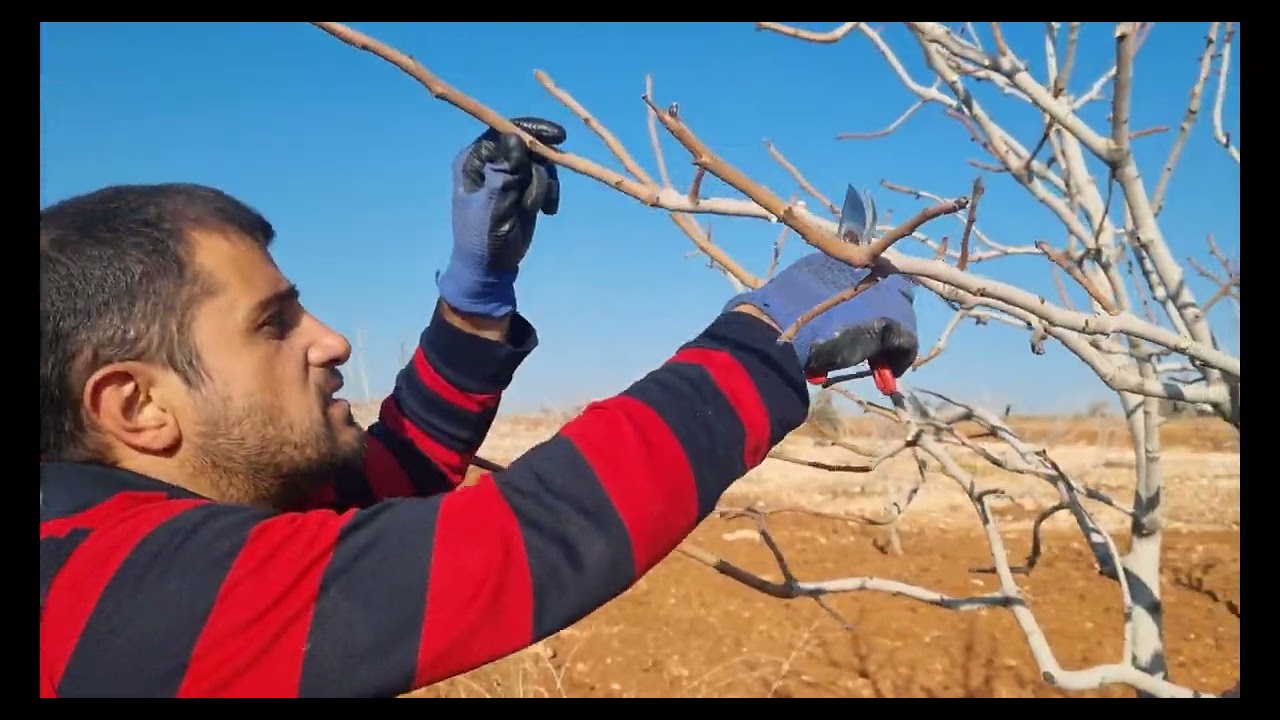 Budama Sezonu Devam Ediyor