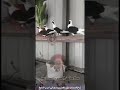 اديب الدايخ نوح الحمام علا الغصوني شجاني