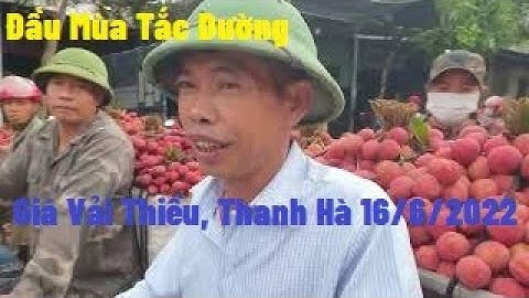 Tắc Đường Sáng Sớm Giá Vải Thiều Lục Ngạn Có Cao Không I Núi Đồi Lục Ngạn