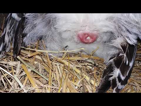 Video: Kako Trpati Kokošje Jaje U Bocu