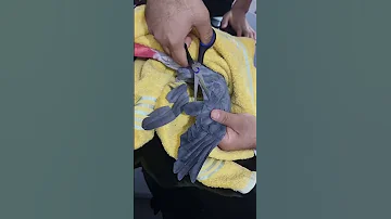 قص جناح كاسكو 