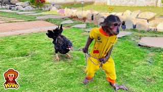 YoYo Jr tries to raise a chicken