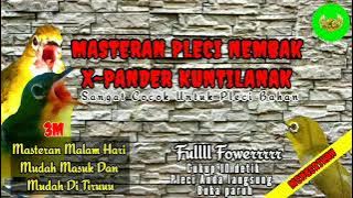 Masteran Pleci Nembak Variasi expander kuntilanak panjang||sangat cocok untuk Masteran pleci