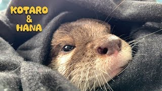 カワウソコタローとハナ　スウェットと一体化して寝るコタロー　Otter Kotaro&Hana Hiding and Sleeping In Clothes