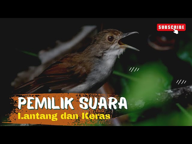 Burung Pelanduk Dada Putih | Yang Jarang Di Pelihara class=