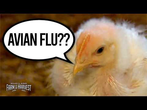 Avian Flu and Biosecurity | MD F&H