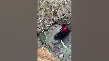 Cute Baby Gopher #gopher #inspiringquotes