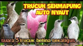 Trucuk hasil Ombyokan sekalipun akan langsung Nyaut dengar suara ini.BUKTIKAN!