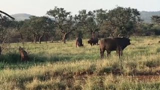 Rhino Wants To Fight Buffalo Mother That Just Gave Birth