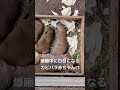 マーラ父さんの側で爆睡中に・・・!?#shorts #カピバラ #capybara