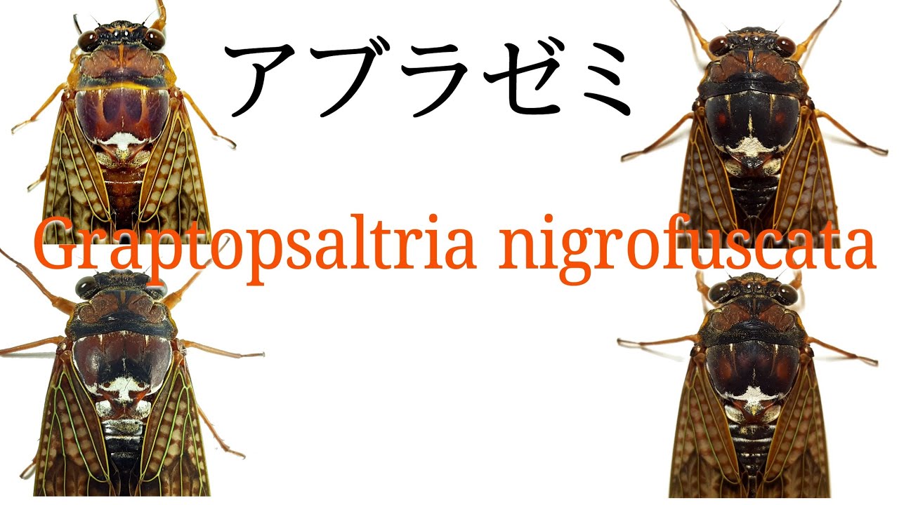 アブラゼミ特集 Graptopsaltria Nigrofuscata 22版 Cicada Youtube