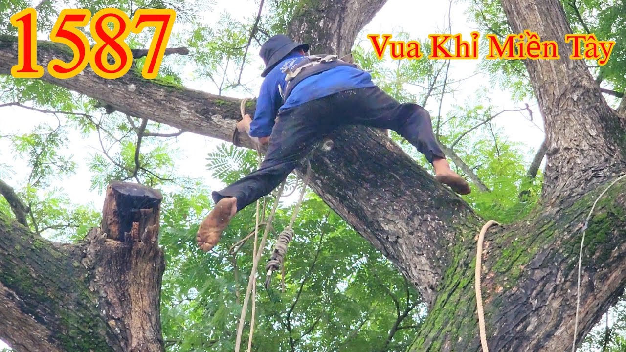 Muốn đứng tim ! Vua Khỉ Miền Tây phóng qua thân cây Còng đầy rong rêu ...