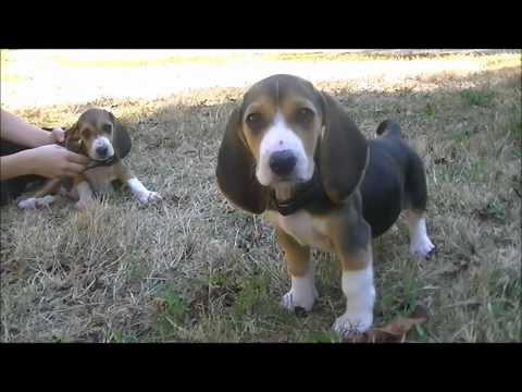 Video: beagle