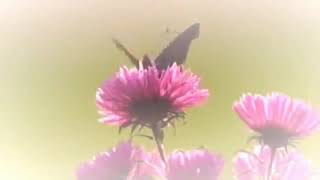 Cuanda Calienta El Sol -------Giovanni Marradi