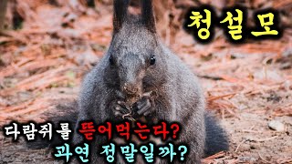 실제로 육식을 하기도 하는 청설모의 다양한 사실들