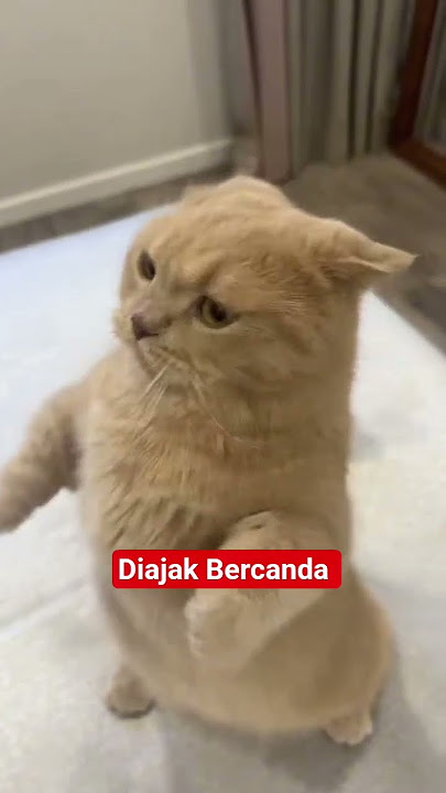 Bercanda #cat #catfunny #cats #funnycat #feedshorts